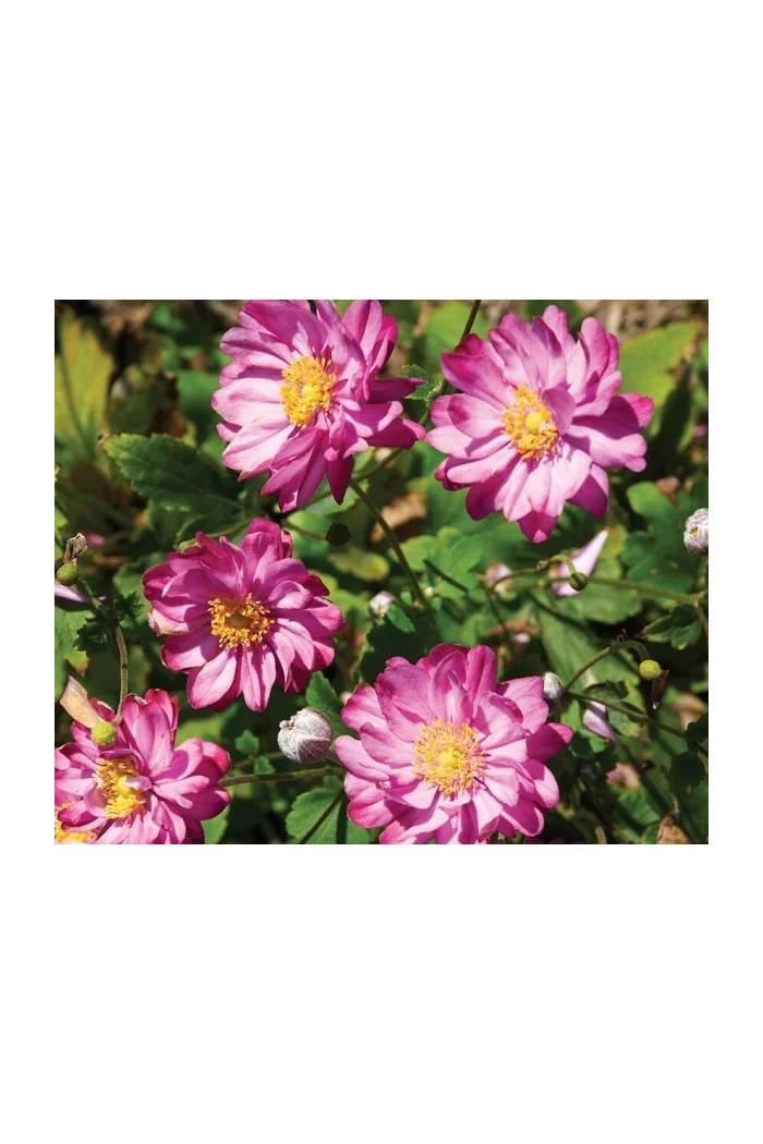 Zawilec japoński 'Pretty Lady Julia' Anemone japonica