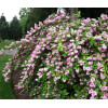 Żylistek mieszańcowy 'Pink Pom Pom' | Deutzia hybrida