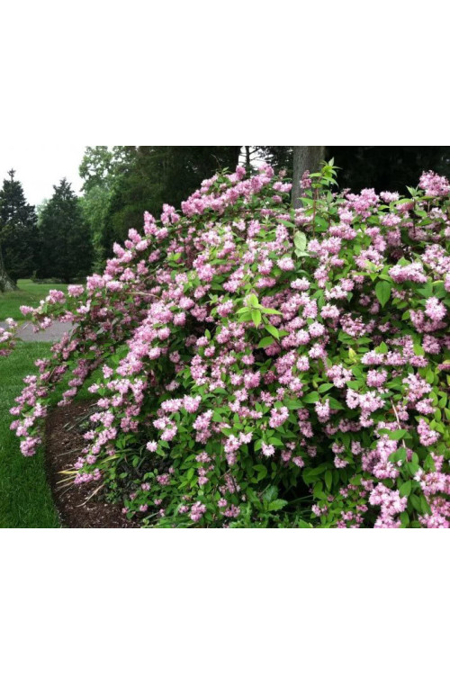 Żylistek mieszańcowy 'Pink Pom Pom' | Deutzia hybrida