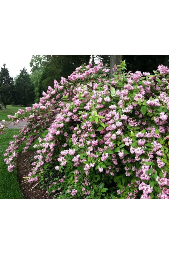 Żylistek mieszańcowy 'Pink Pom Pom' | Deutzia hybrida