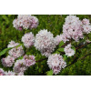 Żylistek mieszańcowy 'Pink Pom Pom' | Deutzia hybrida