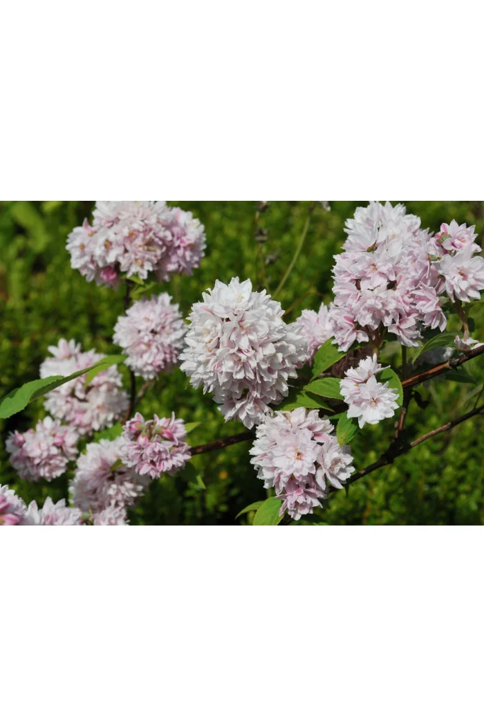Żylistek mieszańcowy 'Pink Pom Pom' | Deutzia hybrida