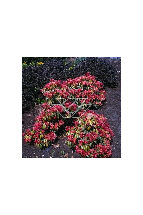 Pieris japoński 'Red Mill' Pieris japonica
