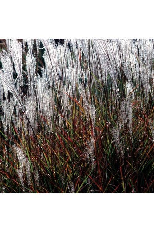 Miskant chiński 'Purpurascens' | Miscanthus sinensis
