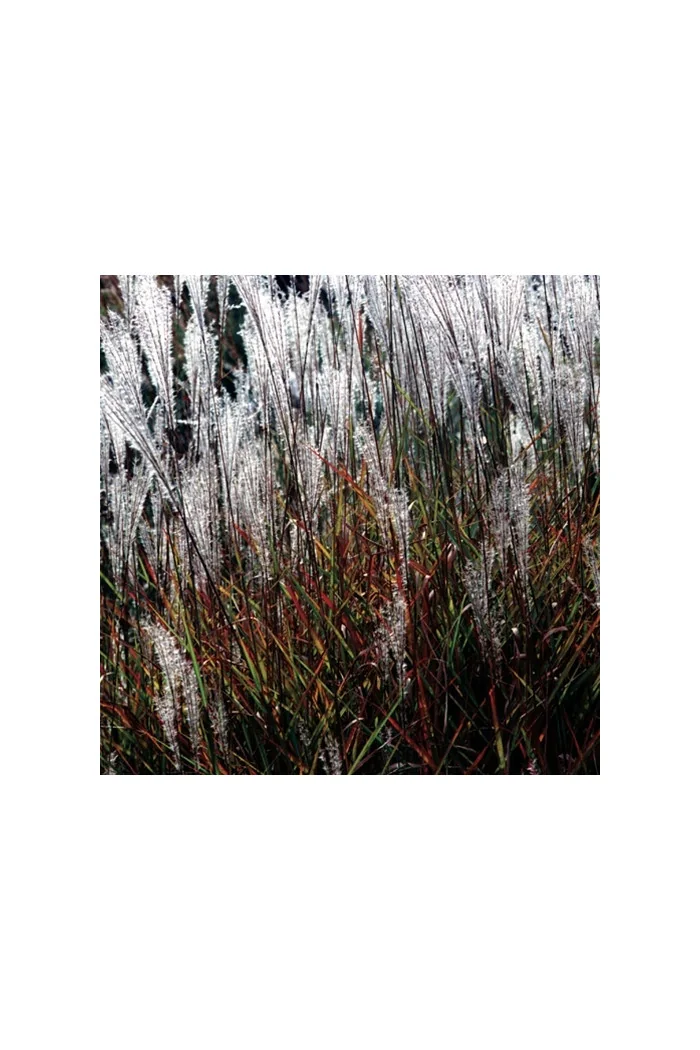 Miskant chiński 'Purpurascens' | Miscanthus sinensis