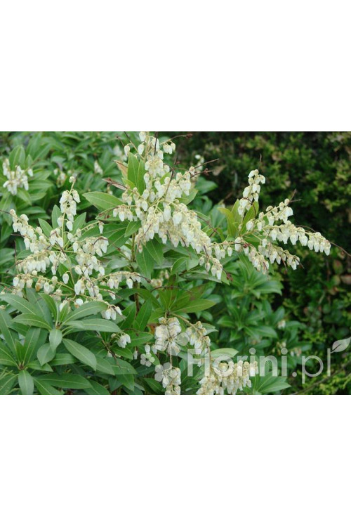 Pieris japoński 'Red Mill' Pieris japonica