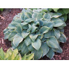 Funkia 'Blue Flame' Hosta