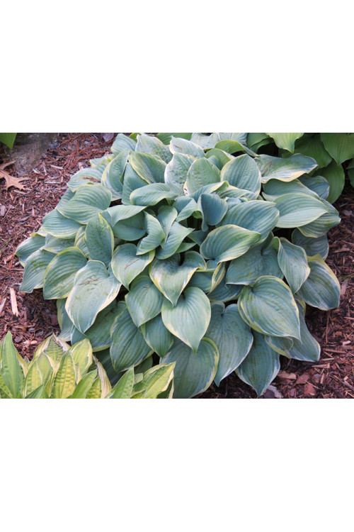 Funkia 'Blue Flame' Hosta