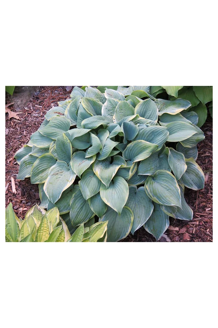 Funkia 'Blue Flame' Hosta
