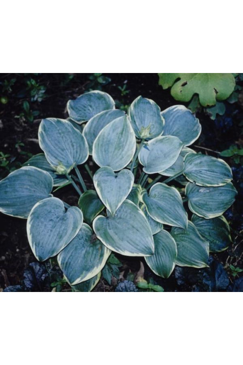 Funkia 'Blue Flame' Hosta