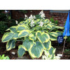Funkia 'Earth Angel' | Hosta