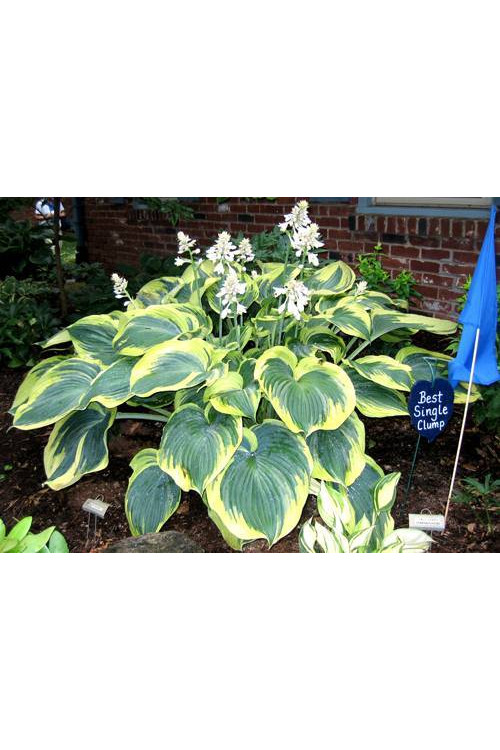 Funkia 'Earth Angel' | Hosta