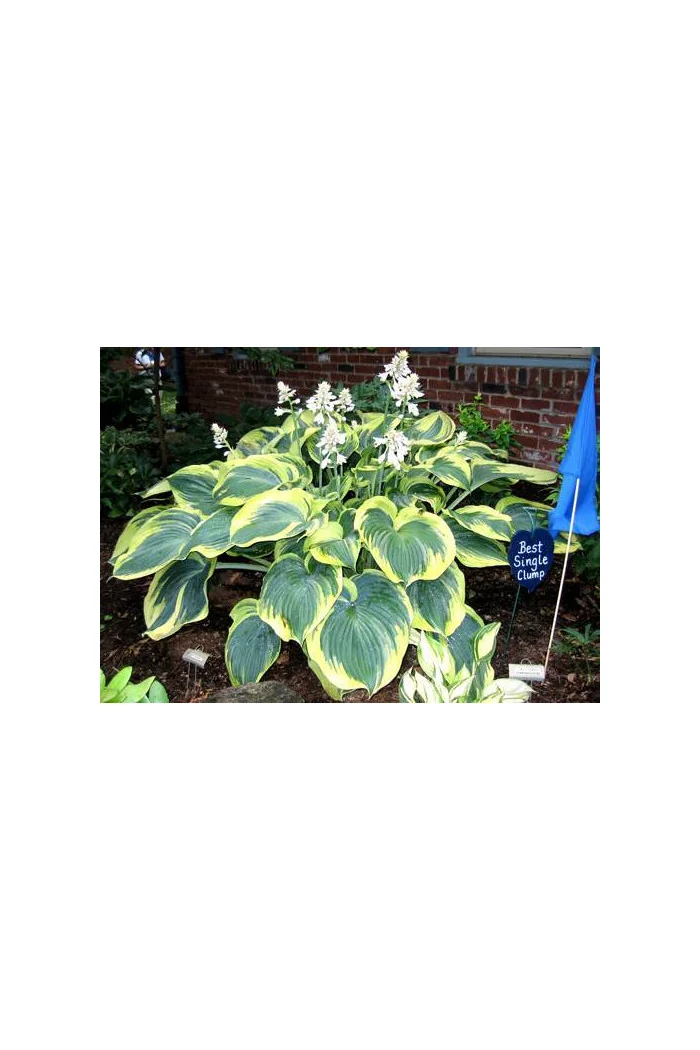 Funkia 'Earth Angel' | Hosta