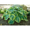 Funkia 'Earth Angel' | Hosta