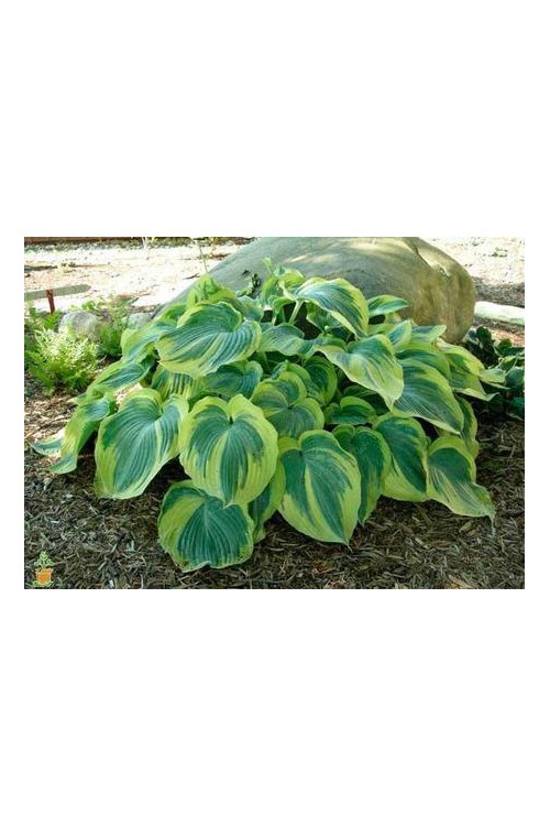 Funkia 'Earth Angel' | Hosta