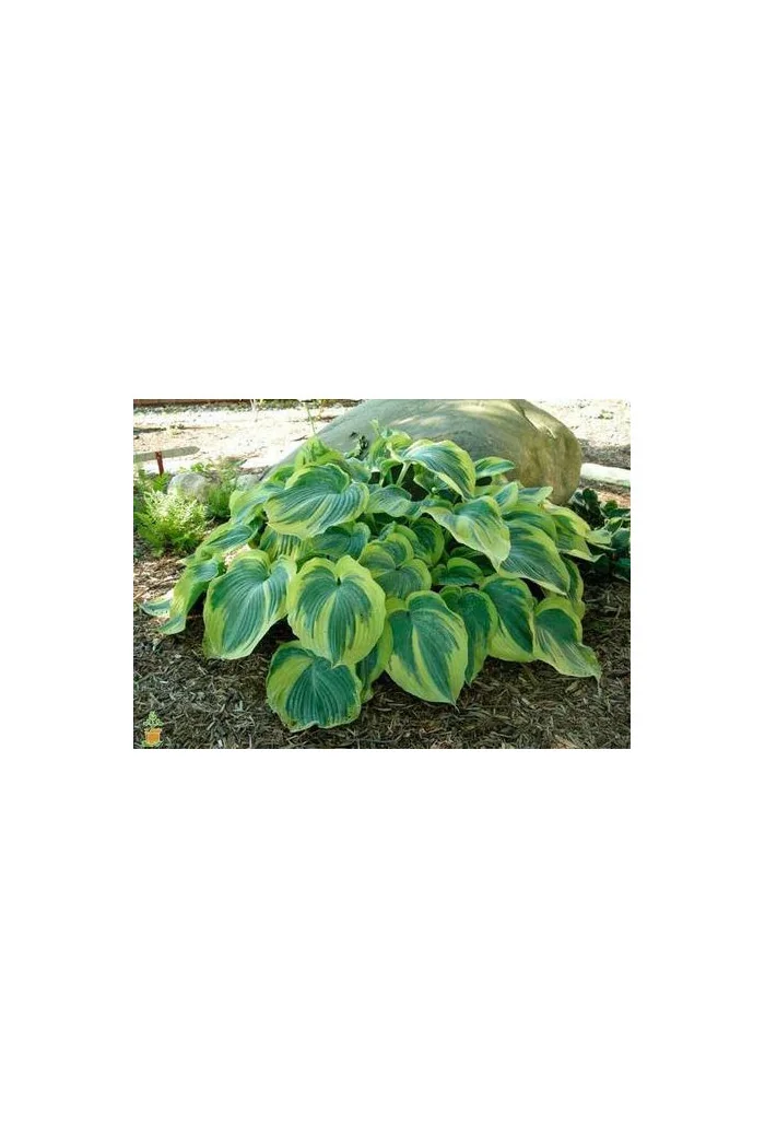 Funkia 'Earth Angel' | Hosta