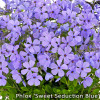 Floks rozłogowy 'Sweet Seduction Blue' Phlox stolonifera