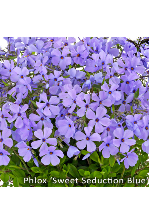 Floks rozłogowy 'Sweet Seduction Blue' Phlox stolonifera
