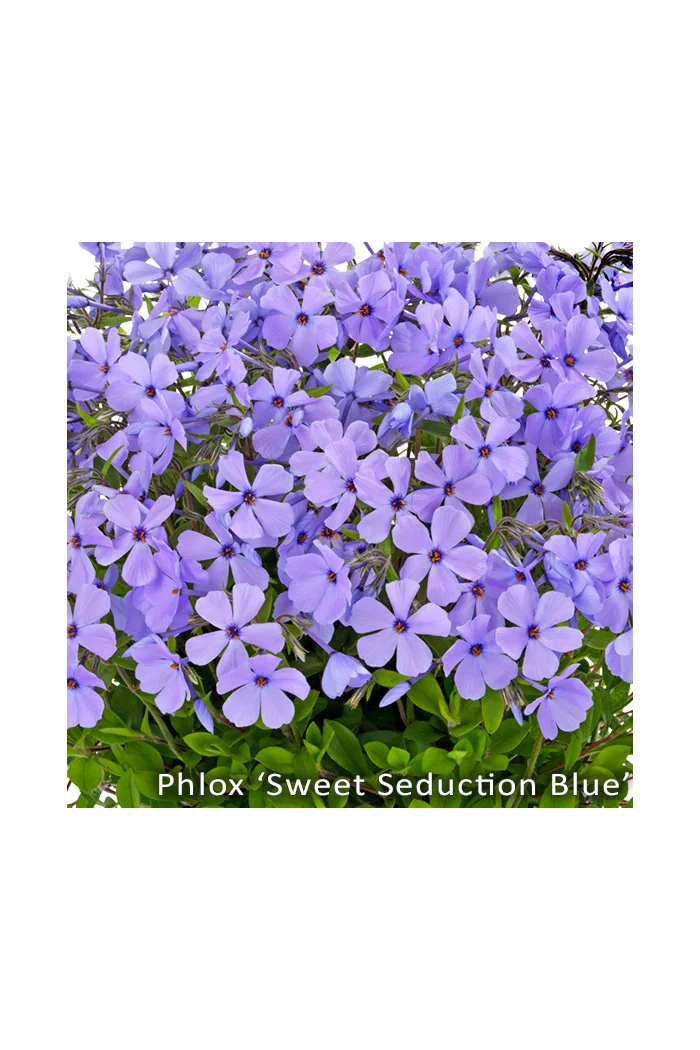 Floks rozłogowy 'Sweet Seduction Blue' Phlox stolonifera
