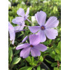 Floks rozłogowy 'Sweet Seduction Blue' Phlox stolonifera