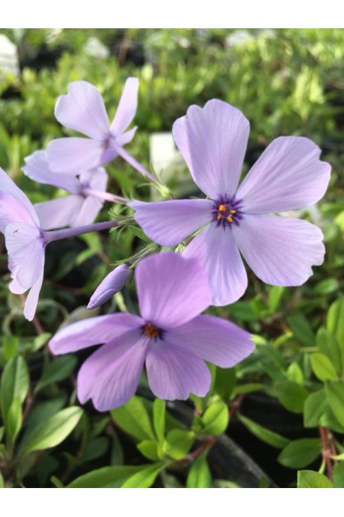 Floks rozłogowy 'Sweet Seduction Blue' Phlox stolonifera