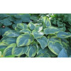 Funkia 'Earth Angel' | Hosta