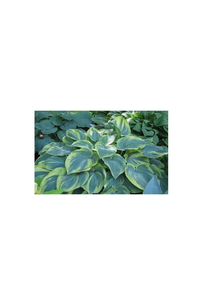 Funkia 'Earth Angel' | Hosta