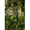 Orszelina olcholistna 'Ruby Spice' | Clethra alnifolia