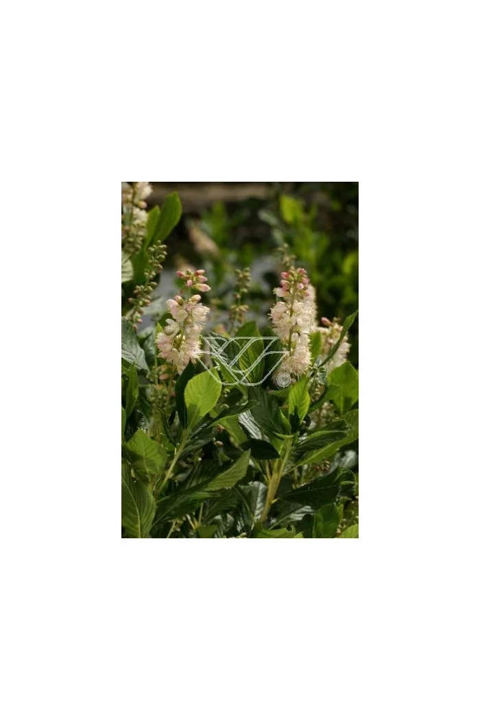 Orszelina olcholistna 'Ruby Spice' | Clethra alnifolia