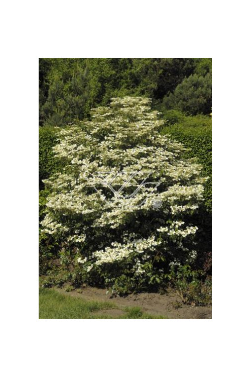 Kalina japońska 'Lanarth' Viburnum plicatum