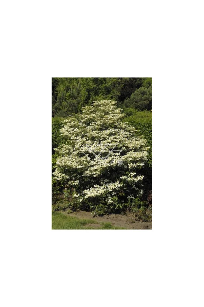 Kalina japońska 'Lanarth' Viburnum plicatum