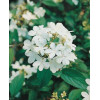 Kalina japońska 'Lanarth' Viburnum plicatum