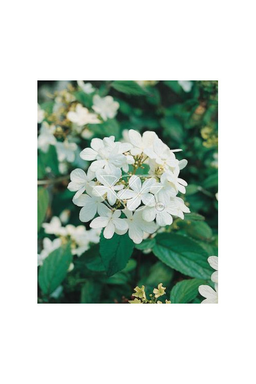 Kalina japońska 'Lanarth' Viburnum plicatum