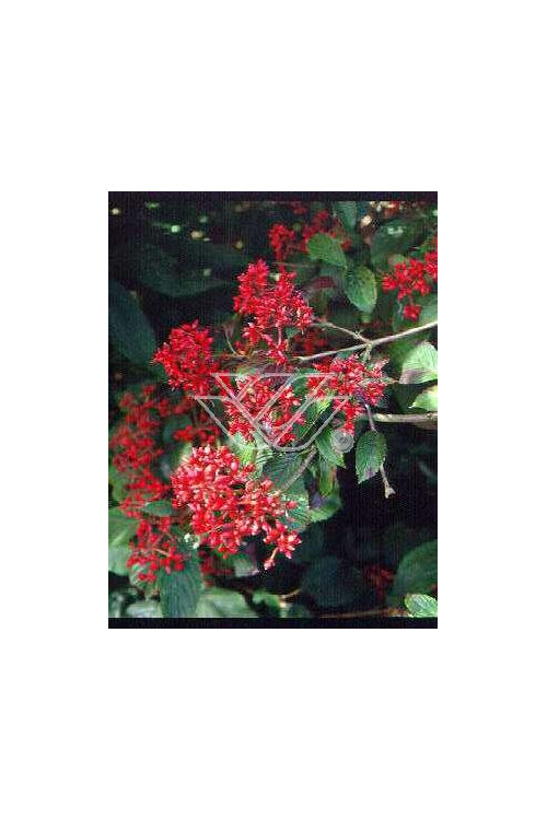 Kalina japońska 'Lanarth' Viburnum plicatum