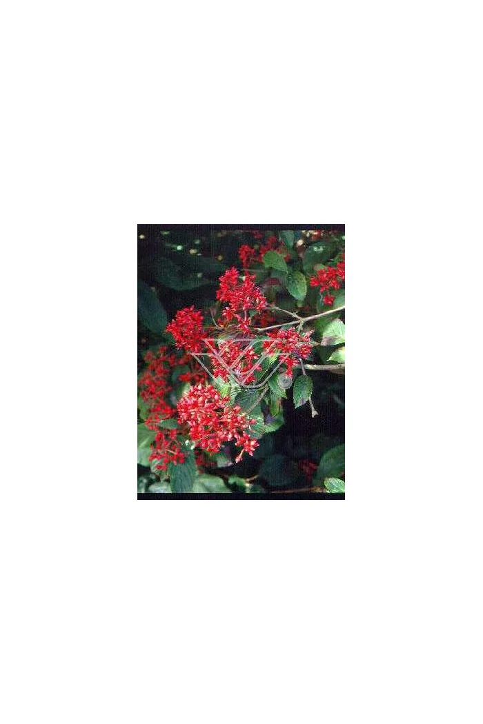 Kalina japońska 'Lanarth' Viburnum plicatum