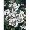 Kalina japońska 'Lanarth' Viburnum plicatum
