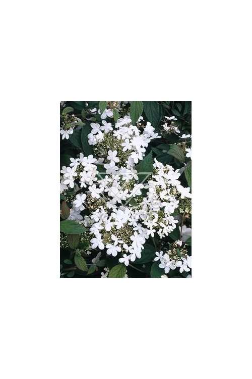 Kalina japońska 'Lanarth' Viburnum plicatum