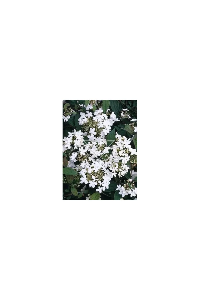 Kalina japońska 'Lanarth' Viburnum plicatum