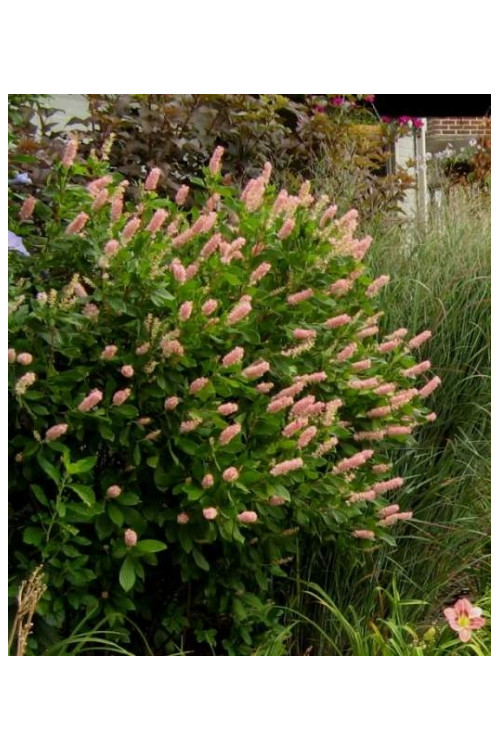 Orszelina olcholistna 'Ruby Spice' | Clethra alnifolia