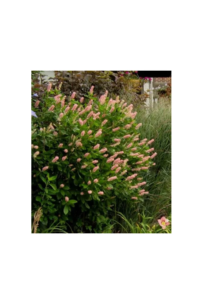 Orszelina olcholistna 'Ruby Spice' | Clethra alnifolia