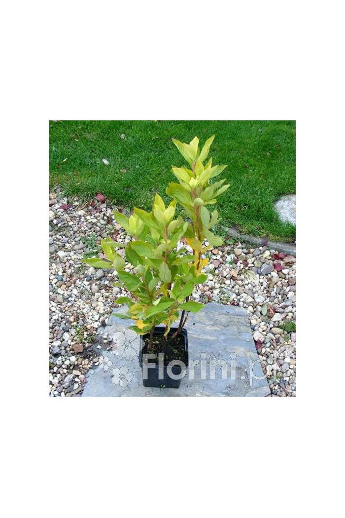 Orszelina olcholistna 'Ruby Spice' | Clethra alnifolia