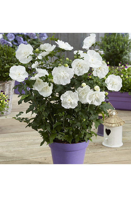 Ketmia syryjska 'White Chiffon' | Hibiscus syriacus