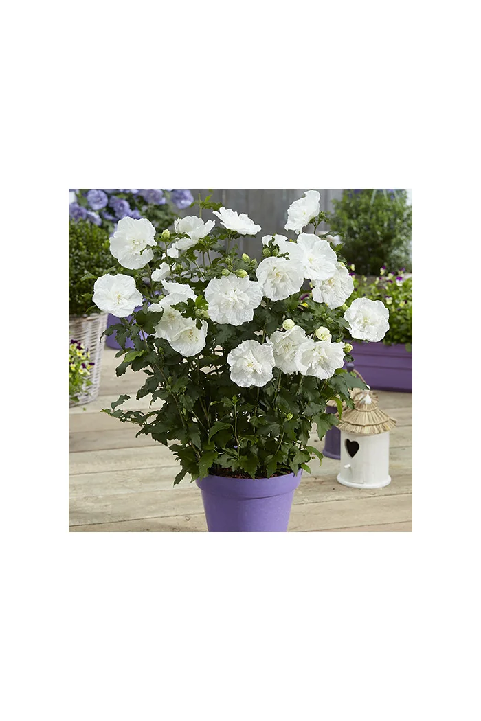 Ketmia syryjska 'White Chiffon' | Hibiscus syriacus