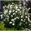 Ketmia syryjska 'White Chiffon' | Hibiscus syriacus