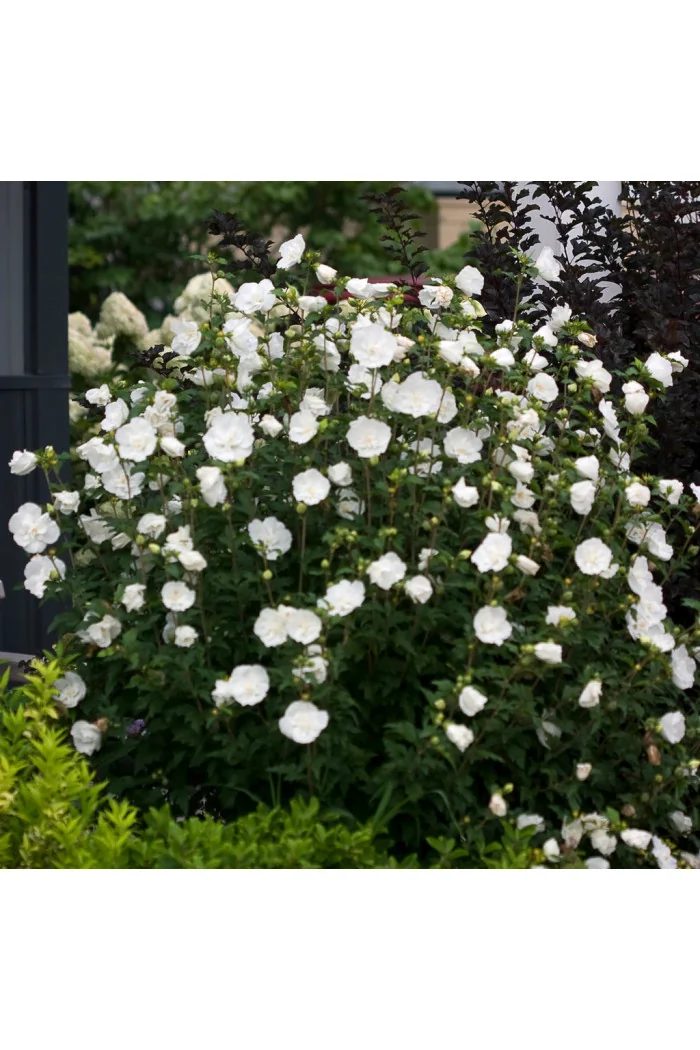 Ketmia syryjska 'White Chiffon' | Hibiscus syriacus
