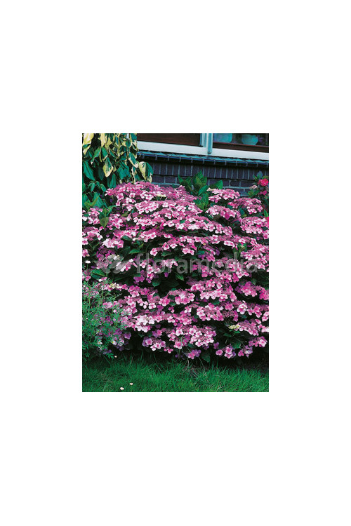 Hortensja ogrodowa 'Blue Wave' Hydrangea macrophylla