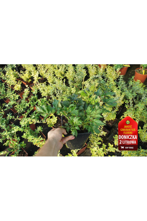 Tawułka chińska 'Vision in Red' Astilbe arendsii