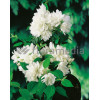 Jaśminowiec 'Girandole' | Philadelphus