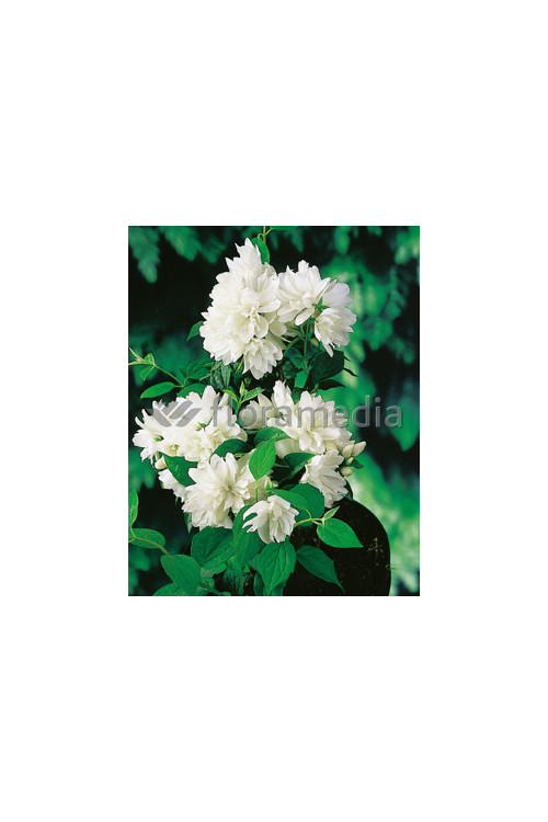 Jaśminowiec 'Girandole' | Philadelphus
