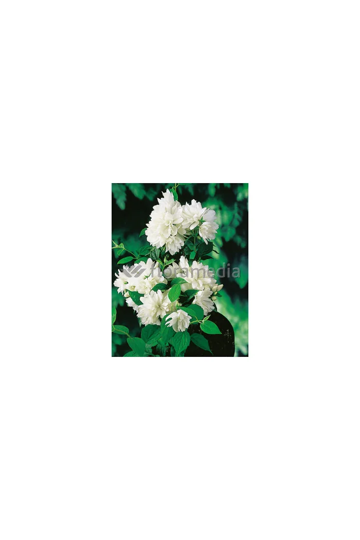 Jaśminowiec 'Girandole' | Philadelphus